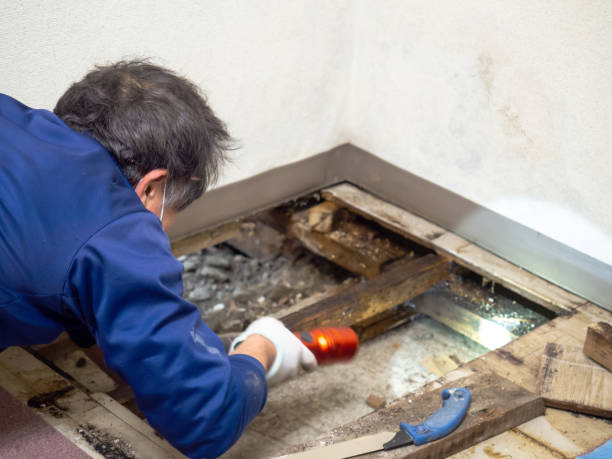 Best Black Mold Removal  in South St Paul, MN