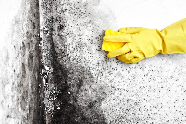 Best Attic Mold Removal  in South St Paul, MN