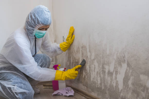 Mold Removal and Inspection in South St Paul, MN