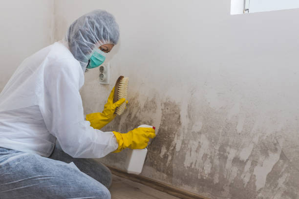 Best Certified Mold Removal  in South St Paul, MN