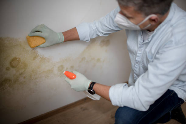 Best Mold Remediation  in South St Paul, MN
