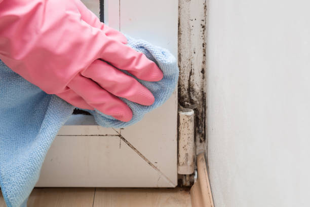 Best Emergency Mold Removal  in South St Paul, MN