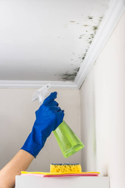 Best Residential Mold Removal  in South St Paul, MN